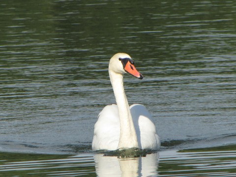 Swan