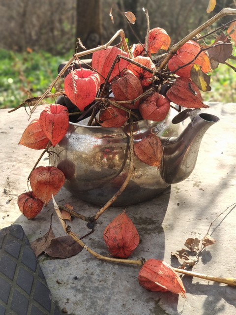 hình nền twig, plant