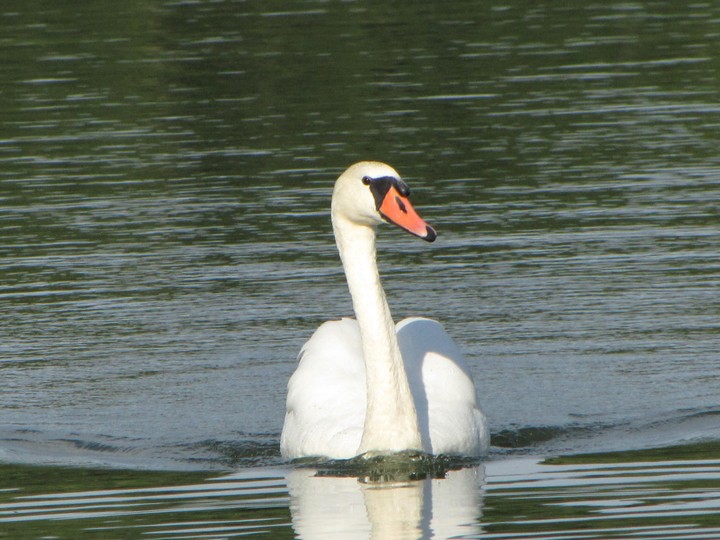 Swan