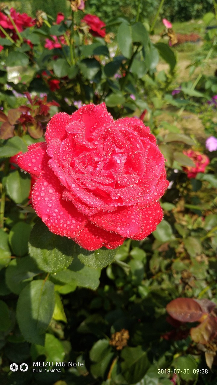 Rose