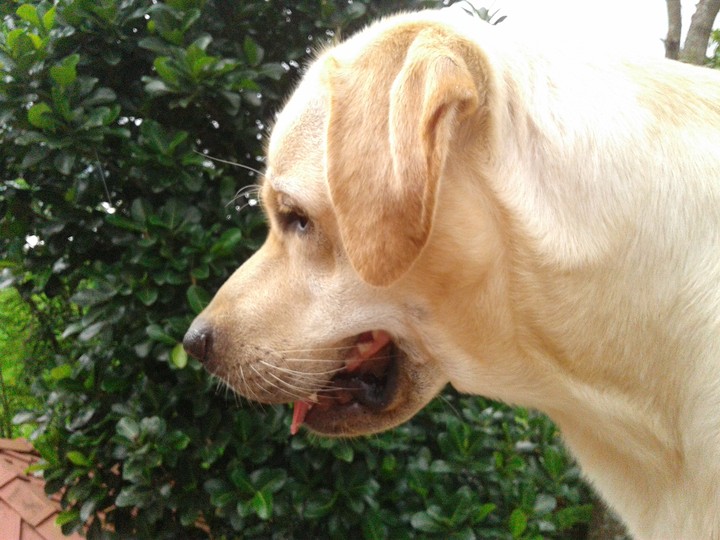 Doggo