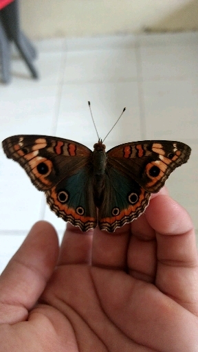 butterfly brazil