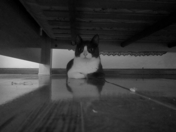 cat