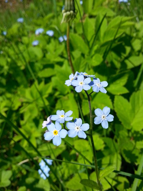 Flowers
