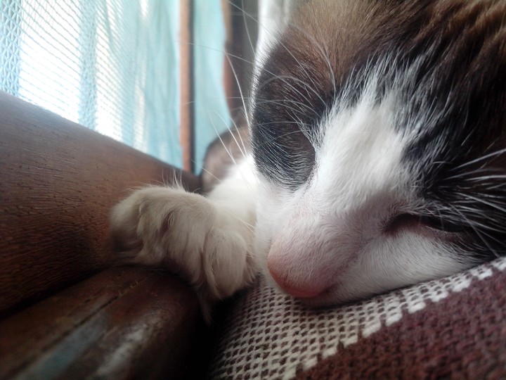 cats