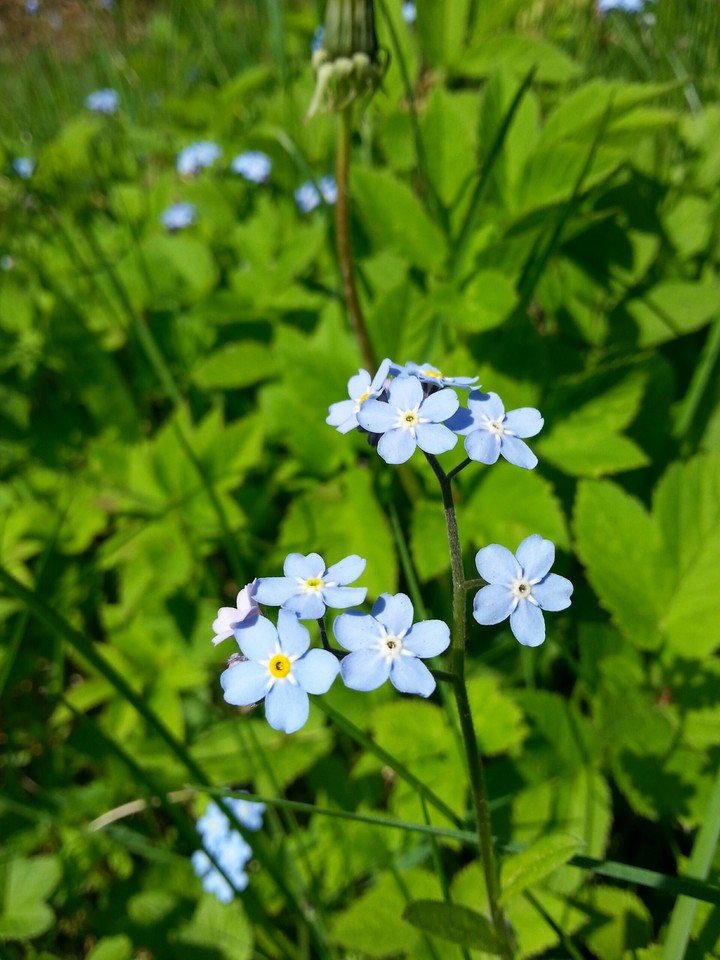 Flowers