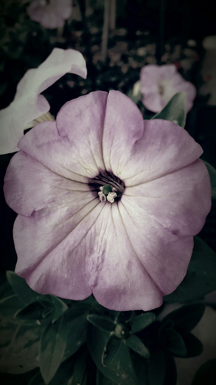 Nature