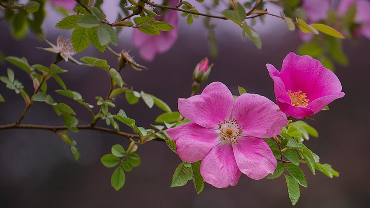 Wild_Rose