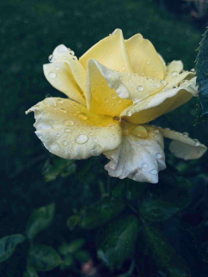 Yellow rose