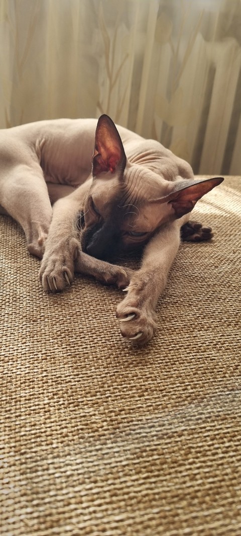 고양이, 동물 수염 배경화면