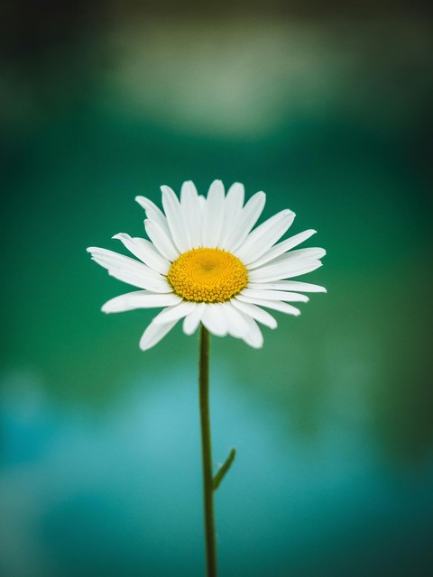 Yellow, Color wallpapers