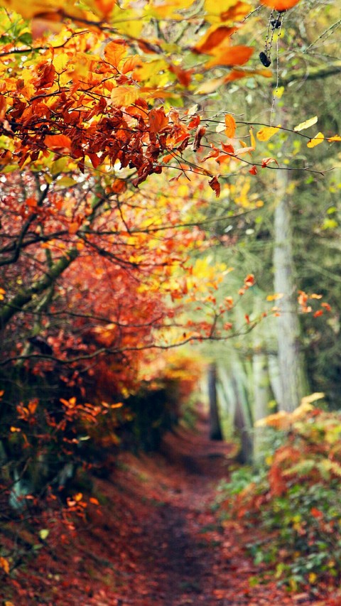 тапети leaf, deciduous