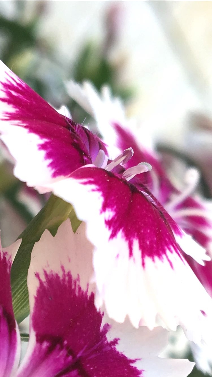 close up flower