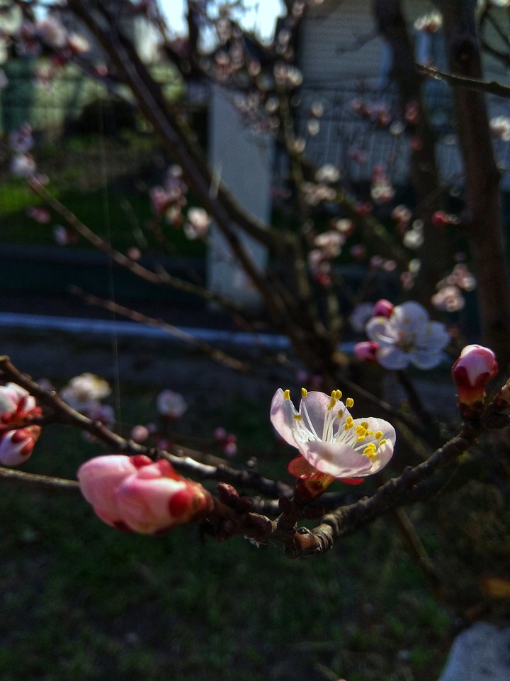 cherry blossom