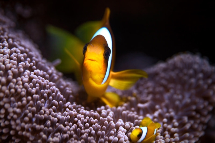 gold fish