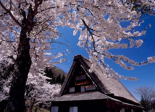 thatched home and cherry blossoms