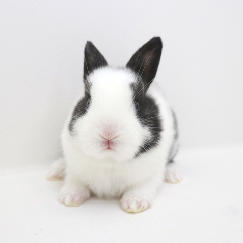 Rabbit, Science Hintergrundbilder
