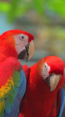 Cute parrot couple