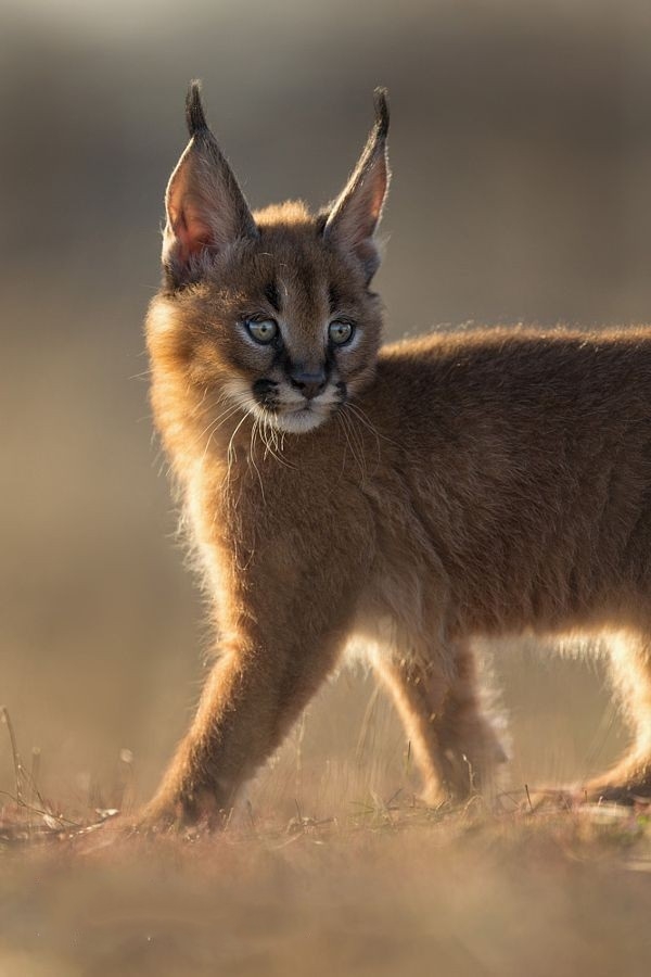 caracal caracal