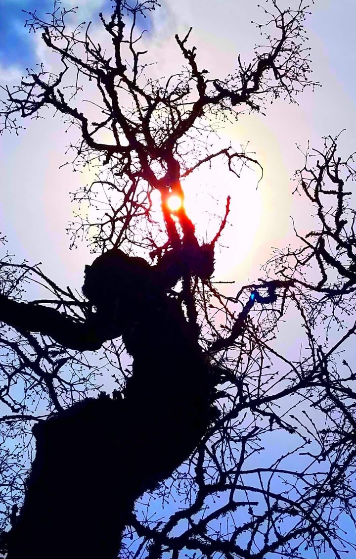 happy tree