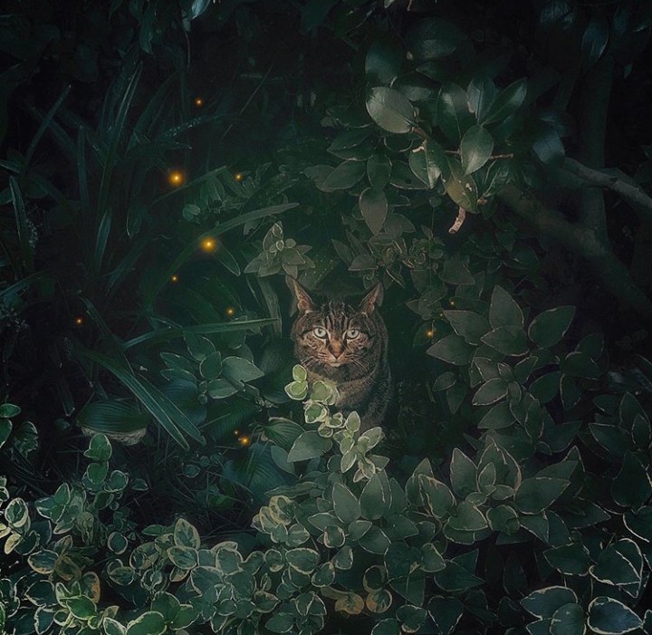 КОТ?