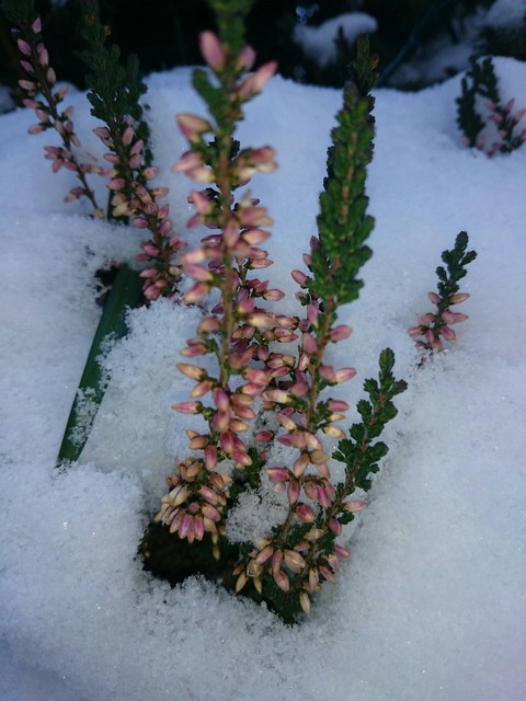 Winterheide im Schnee