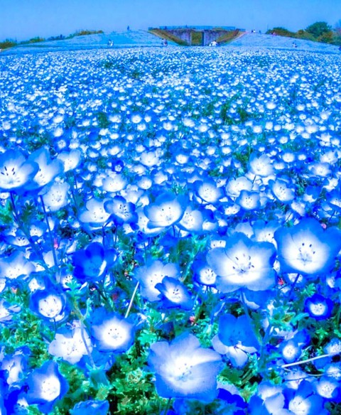 blue, plant duvar kağıtları