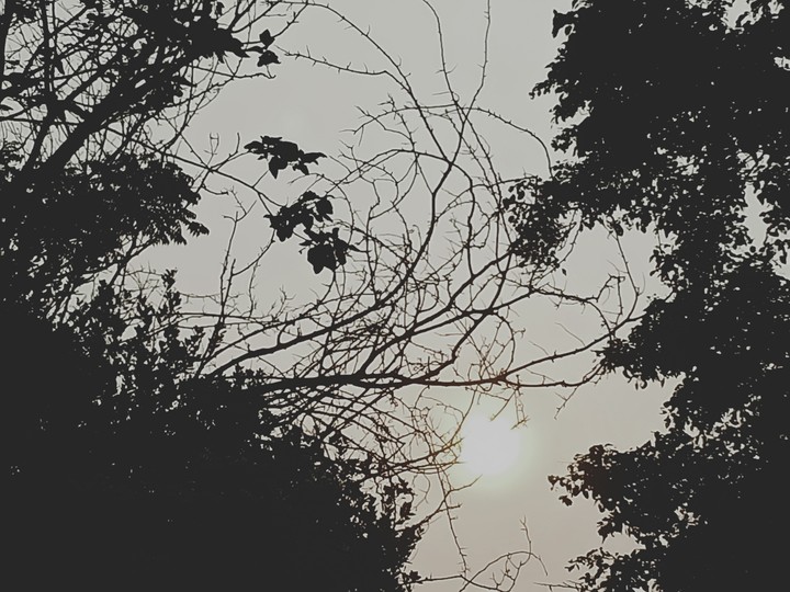 beautiful morning (by DRISHTI)