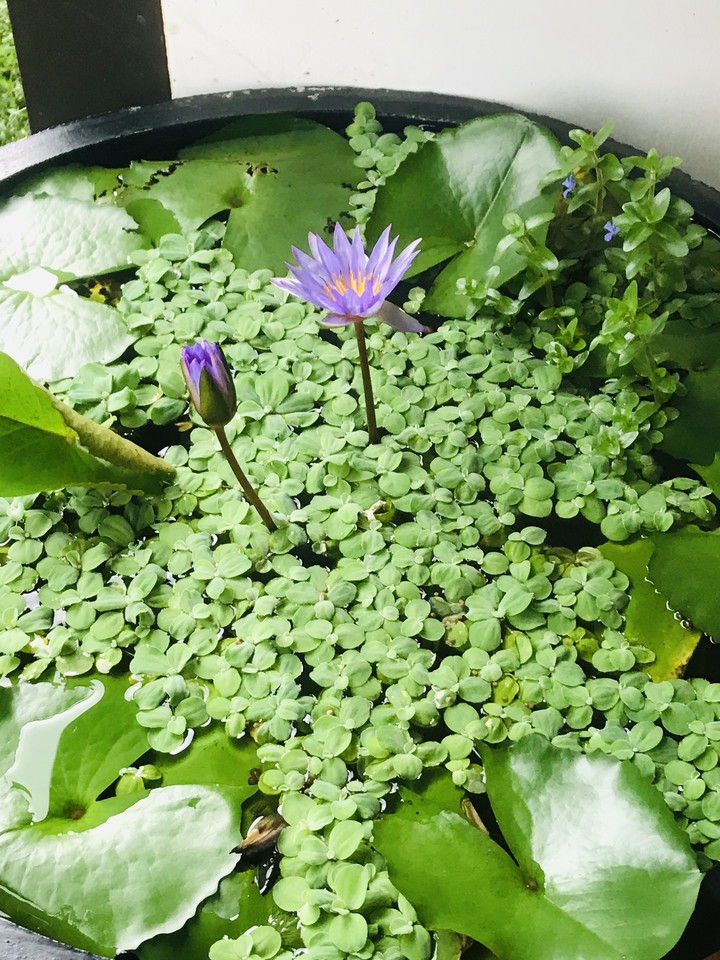 Lotus flowers