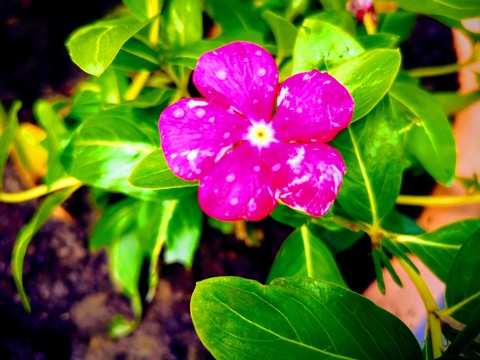 flower