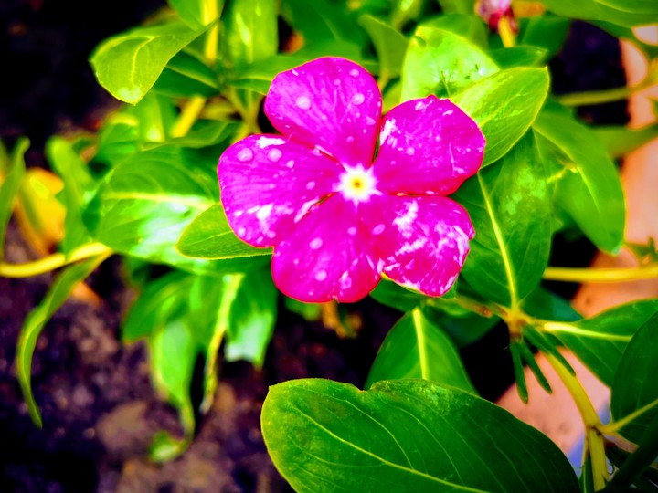 flower
