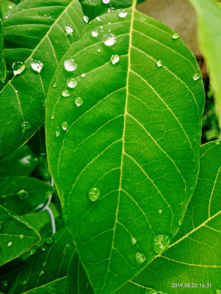love of water drop with leaf