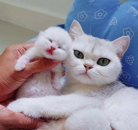 kitten, whiskers háttérképek