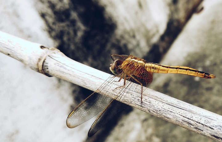 #Dragonfly