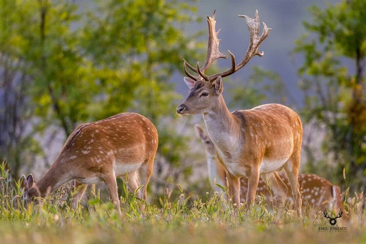 Wild Romanian Animals
