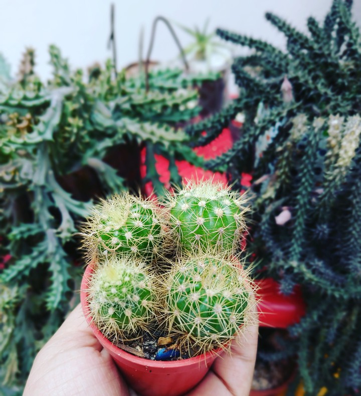 Cactus