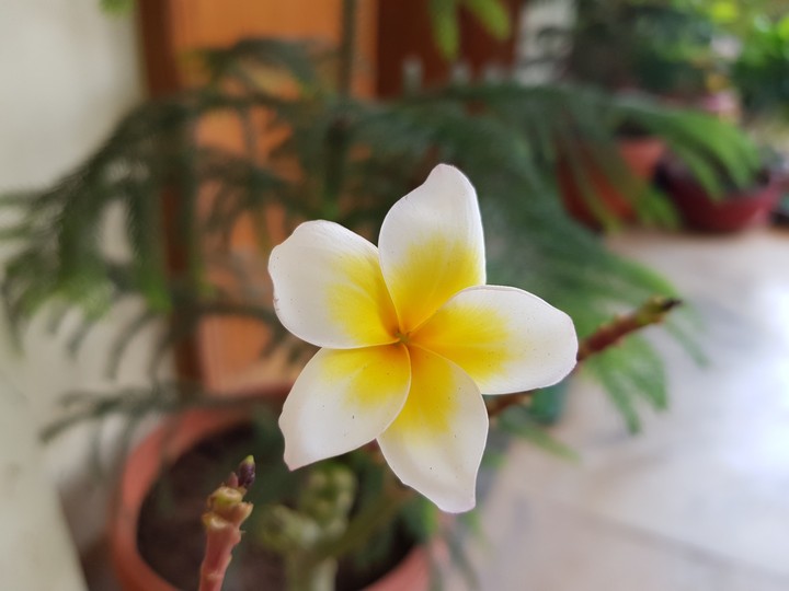 flower @ my garden .... close up