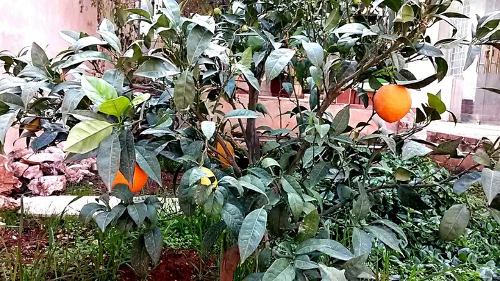 my orange small tree