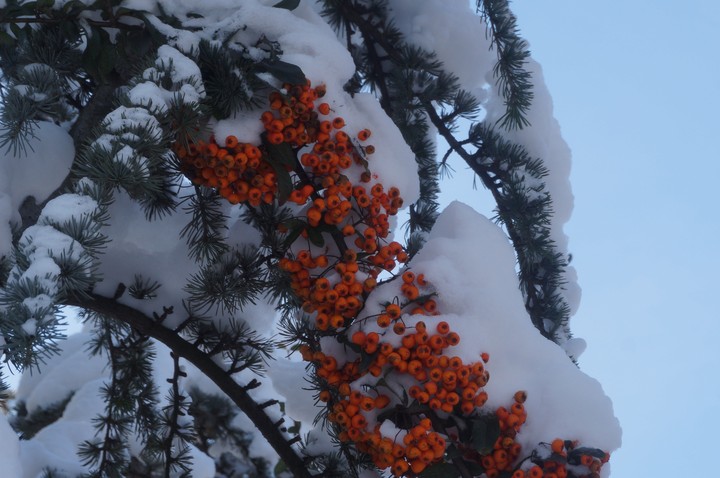 Seabuckthorn unde snow