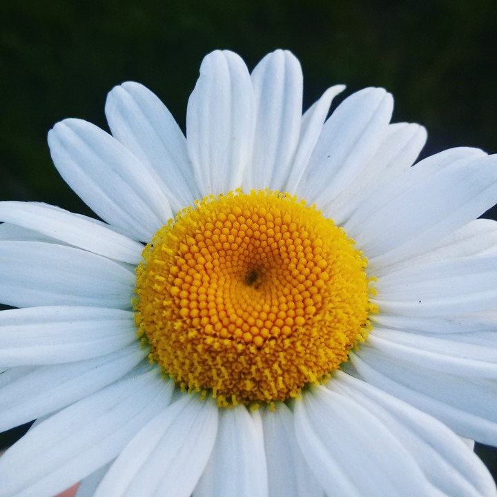 Chamomile