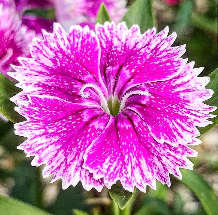 blossom