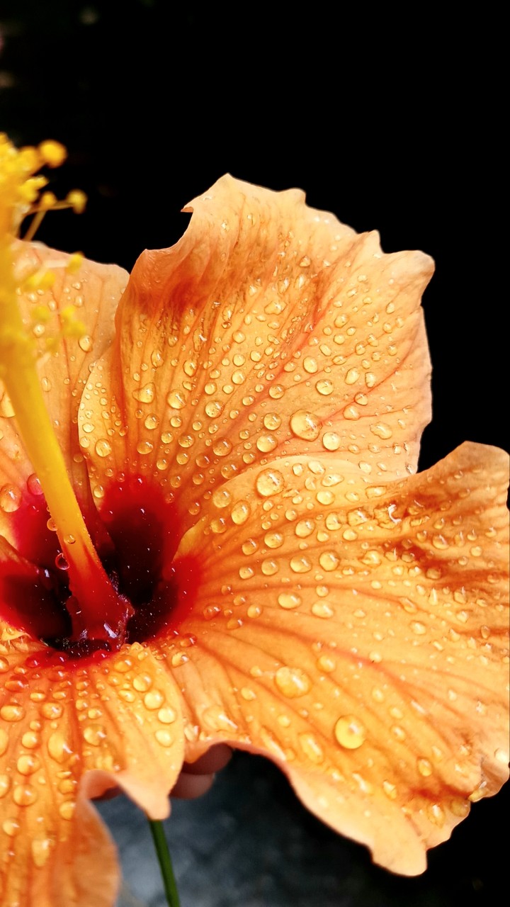 floral