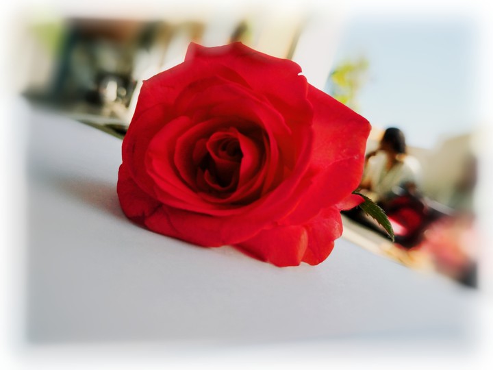 the beauty in flower is priceless