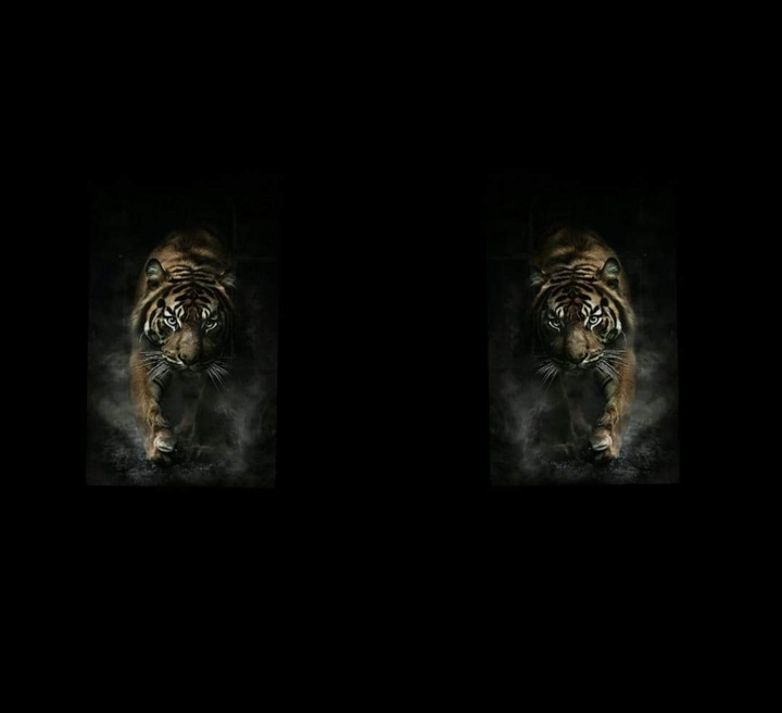 Tigers