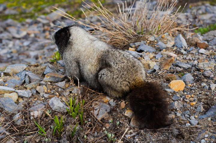 Wildlife