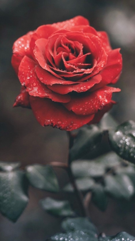 rose