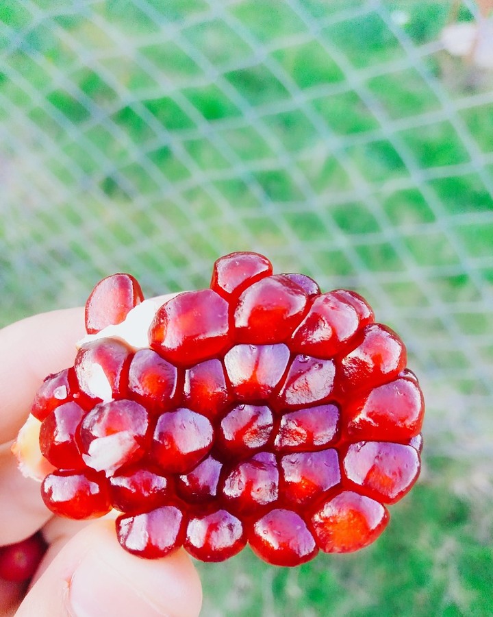 Fruits