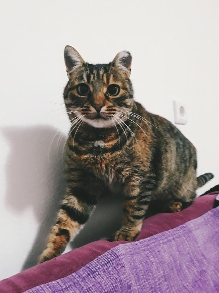 Lola the Cat