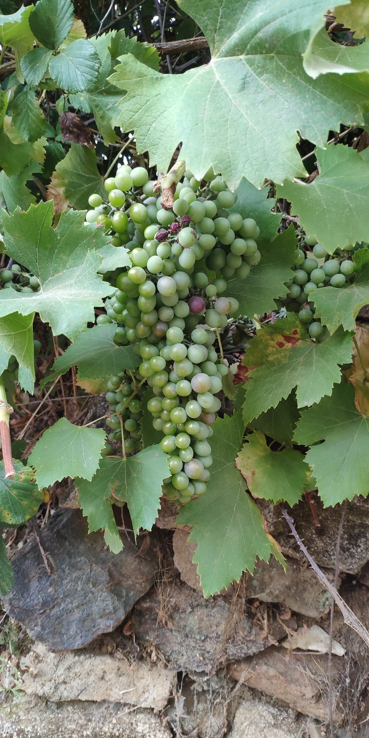 grapes