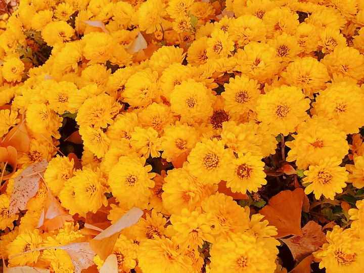 민들민들레~❤